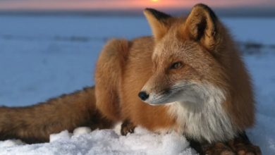 Cute:Vckxjxf4zh0= Fox