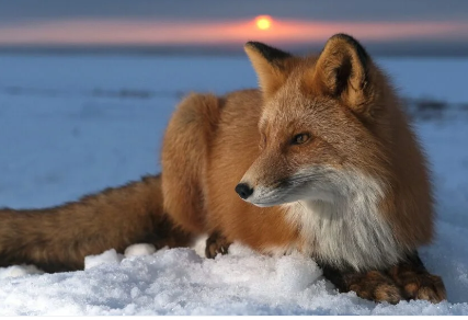 Cute:Vckxjxf4zh0= Fox