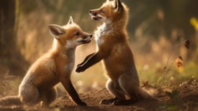 Cute:Vckxjxf4zh0= Foxes