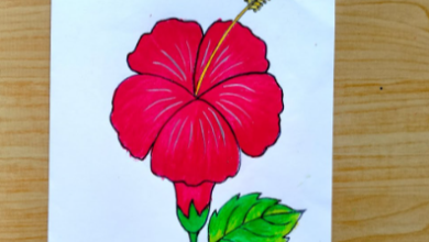 Drawing:Bclxr4vqzz0= Hibiscus