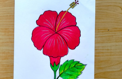 Drawing:Bclxr4vqzz0= Hibiscus