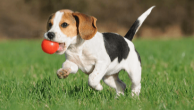 Puppy:1chd8mtfua4= Beagle