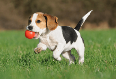 Puppy:1chd8mtfua4= Beagle