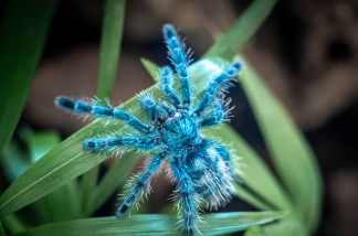 Blue:Uhl9yi5cpze= Tarantula