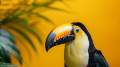 Cute:Afb-C3y1kcc= Toucan