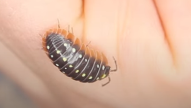 Cute:Gnfmwlgdez8= Isopod