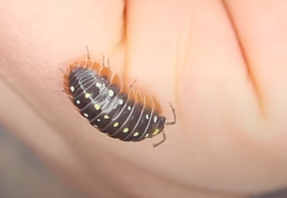 Cute:Gnfmwlgdez8= Isopod