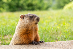 Cute:Y1iwt5mpmb0= Groundhog