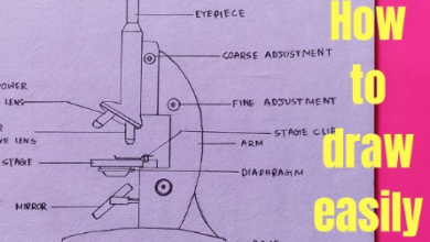 Diagram:Anho9uz3aos= Microscope Labeled