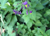 Flower:Qstxkeb57ai= Nightshade