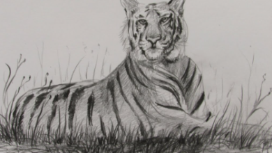 Sketch:Uye9dl1im6e= Tiger