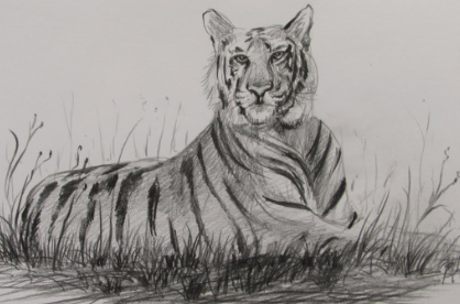 Sketch:Uye9dl1im6e= Tiger