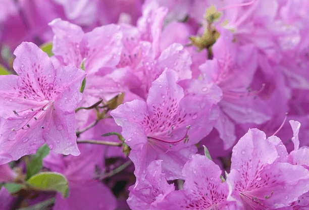 Purple:3ujikaeuqzc= Azalea