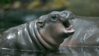 Baby:2c8dwtjmk4s= Hippo