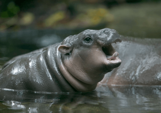 Baby:2c8dwtjmk4s= Hippo