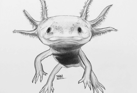 Drawing:3bn4iyqag_E= Axolotl