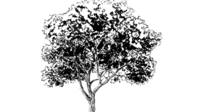 Drawing:Rwynvne6gdm= Trees