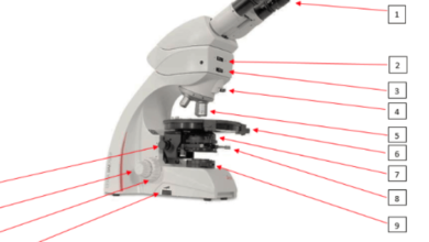 Labeled:Anho9uz3aos= Microscope Diagram