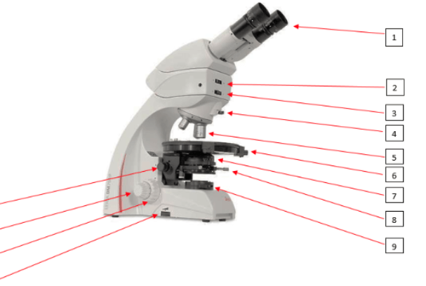 Labeled:Anho9uz3aos= Microscope Diagram