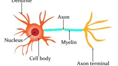 Labeled:Cdraxc4dlxm= Neuron Diagram