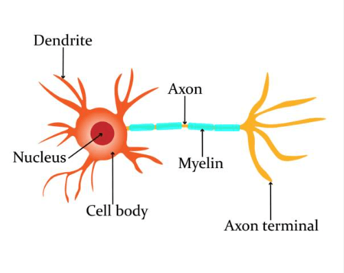 Labeled:Cdraxc4dlxm= Neuron Diagram