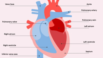 Simple:Snlbeygp6t8= Heart Labeled