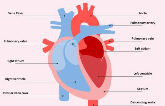 Simple:Snlbeygp6t8= Heart Labeled