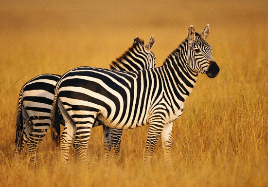 Wallpaper:Dzbbasw9jy8= Zebra