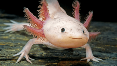 Cute:-Yoogn5vng8= Axolotl