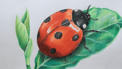 Drawing:Efiwdn_Xg3k= Ladybugs