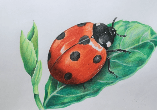 Drawing:Efiwdn_Xg3k= Ladybugs