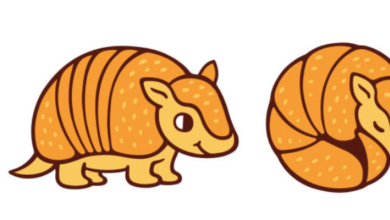 Drawing:Pjyguv9kioe= Armadillos