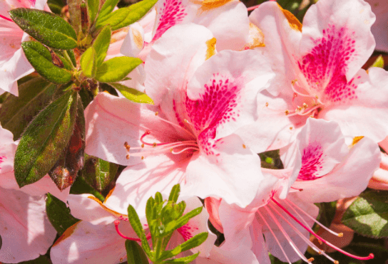 Pink:Ylcvb6erjgi= Azaleas