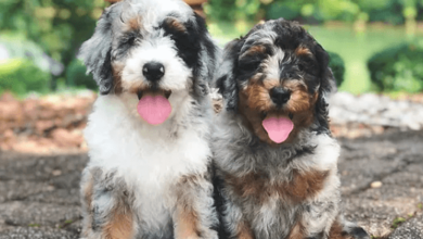 Puppy:Ihhz1j0nkcy= Bernedoodles