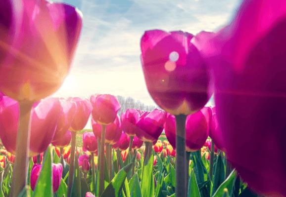 Wallpaper:Lbfipqzcmvm= Tulips