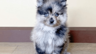 Blue:Dvaxjwqez4m= Pomeranians