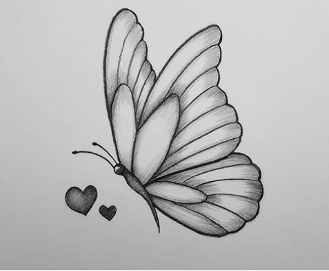 Butterfly:Q5pbirjjkfa= Drawing